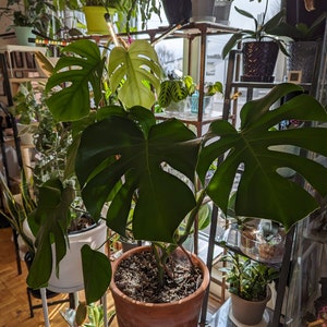 May include: A large, green monstera plant in a terracotta pot, with several large leaves. The plant is on a white metal stand, and there are other plants in the background.