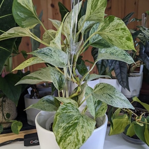 Peut inclure: Une plante d'intérieur en pot avec de grandes feuilles panachées vertes et blanches. La plante est dans un pot en céramique blanc et soutenue par un treillis en plastique transparent. D'autres plantes sont visibles en arrière-plan.