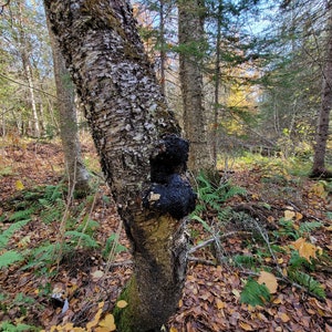 Wild Chaga
