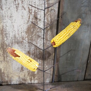 Stainless Steel Corn on Cob Skewers, Corn on Cob Holders, Corn on Cob  Picks, Ear of Corn, Corn Holders,corn Spear,picnic Accessory,bbq Party -   Denmark