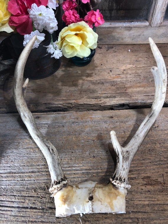 Whitetail Deer Antlers Horns. Etsy