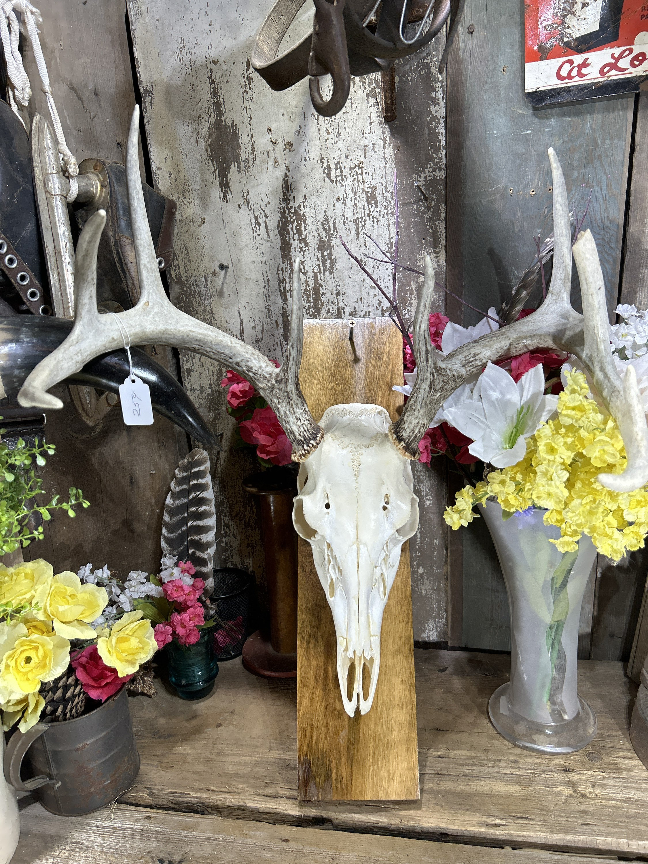 Whitetail Deer Skull With Antlers, European Mount 9 Point - Etsy