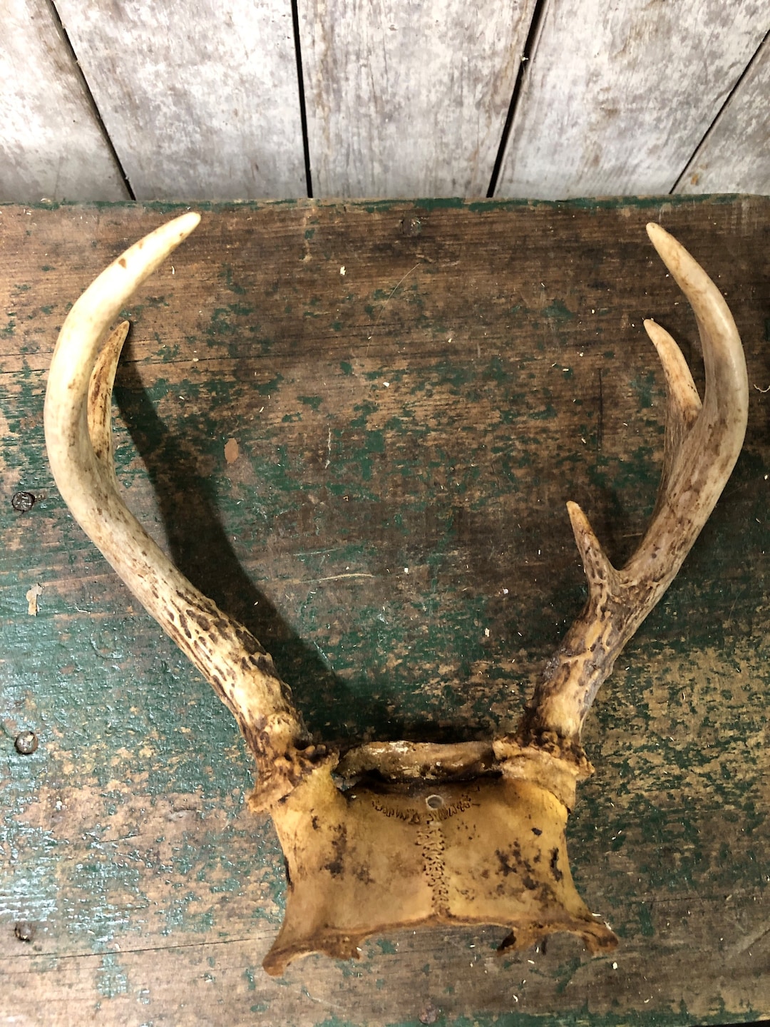 Whitetail Deer Antlers Mount 5 Points Deer Antler Horn Etsy