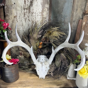 May include: A bleached white deer skull with large, symmetrical antlers. The skull features a central nasal cavity and eye sockets, with the antlers branching outward in a wide, curved span. The bone surface is smooth and off-white in color.