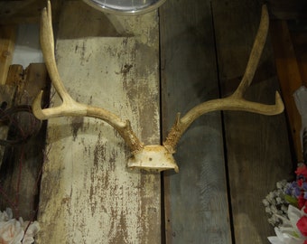 Whitetail Deer Antlers..horns, 7 pointer