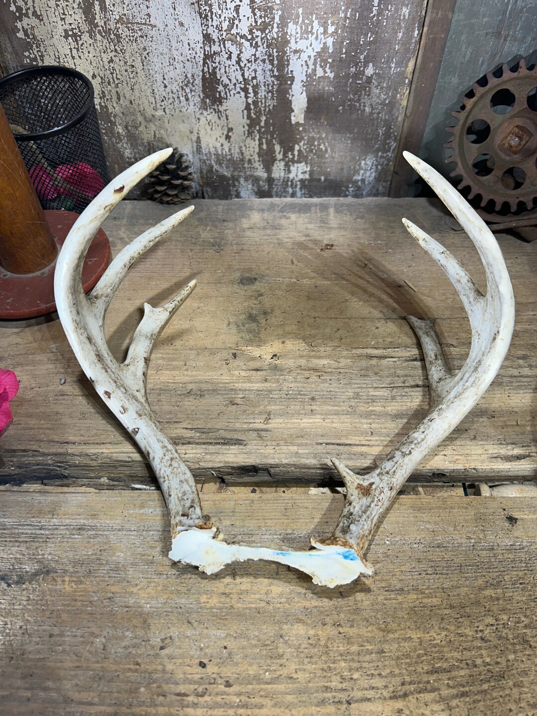 Whitetail Deer Antlers, Mount Etsy