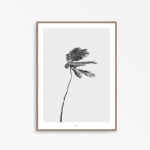 Palm Tree Photography Print: Beachy Minimalist Wall Art