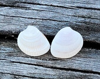 Authentic Sea Shell Stud Earrings.