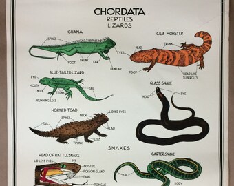 1940's Scientific Diagram Wall Hanging - Chordata - Reptiles - Lizards and Snakes