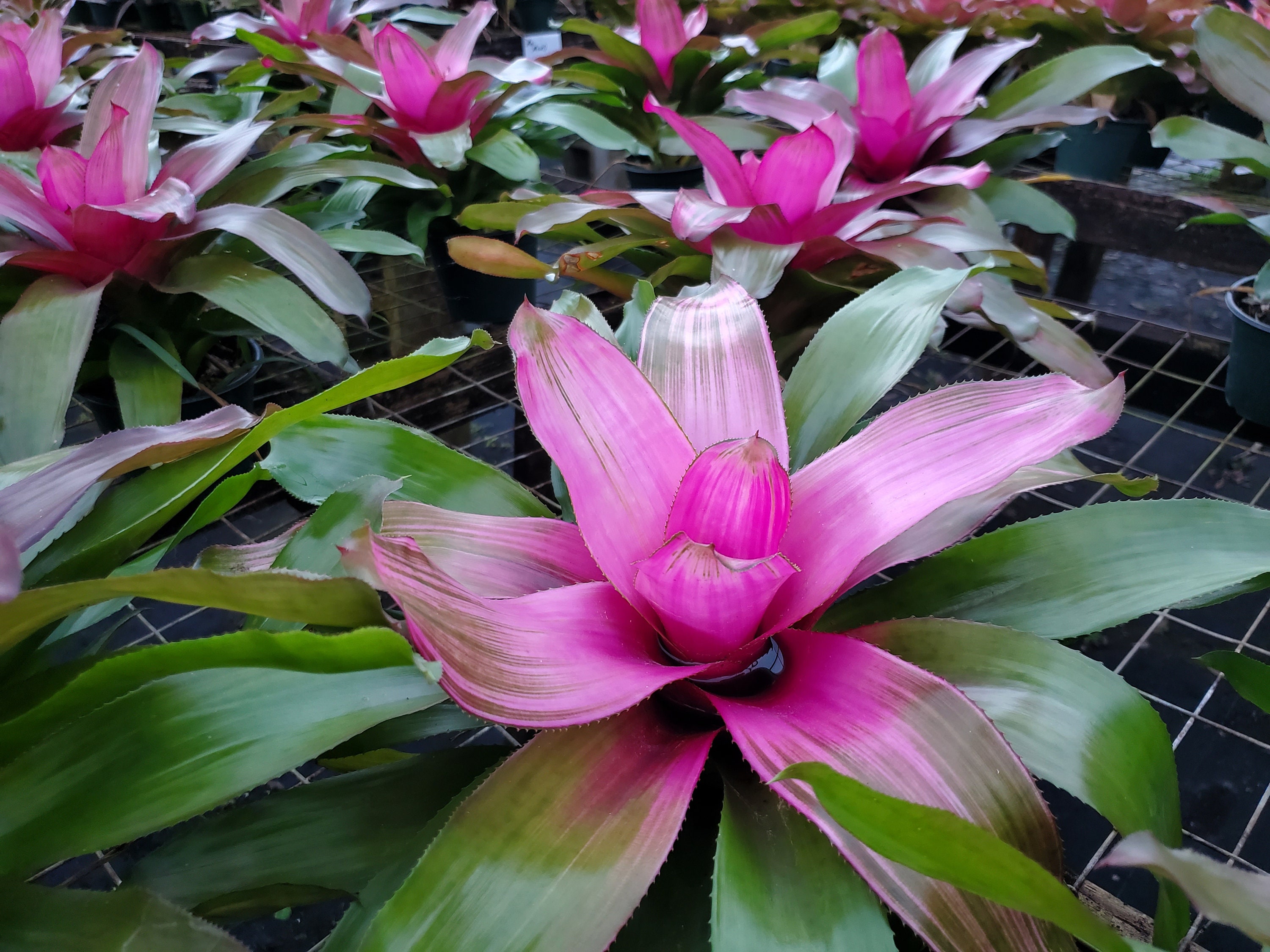 Neoregelia Donna - Etsy