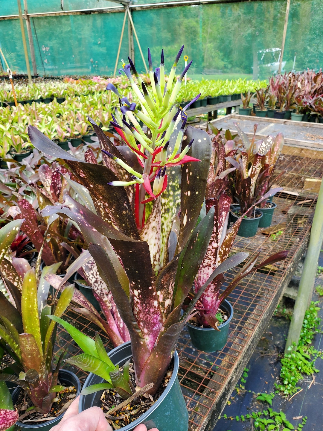 Billbergia 'hallelujah' Pup (sun) - Etsy