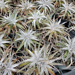 Dyckia 'pale ryder' Bromeliad Full Sun image 3