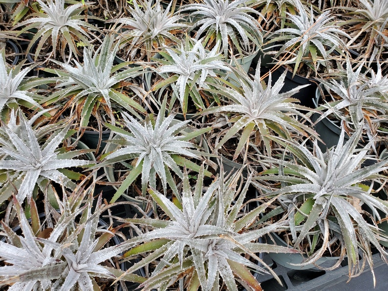 Dyckia 'pale ryder' Bromeliad Full Sun image 3