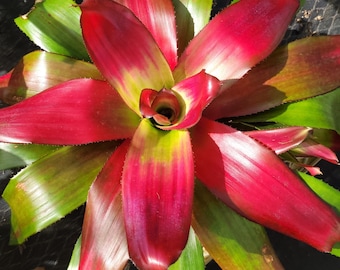 Neoregelia Green Apple (P)