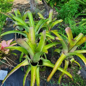 Aechmea bracteata Full Sun image 10