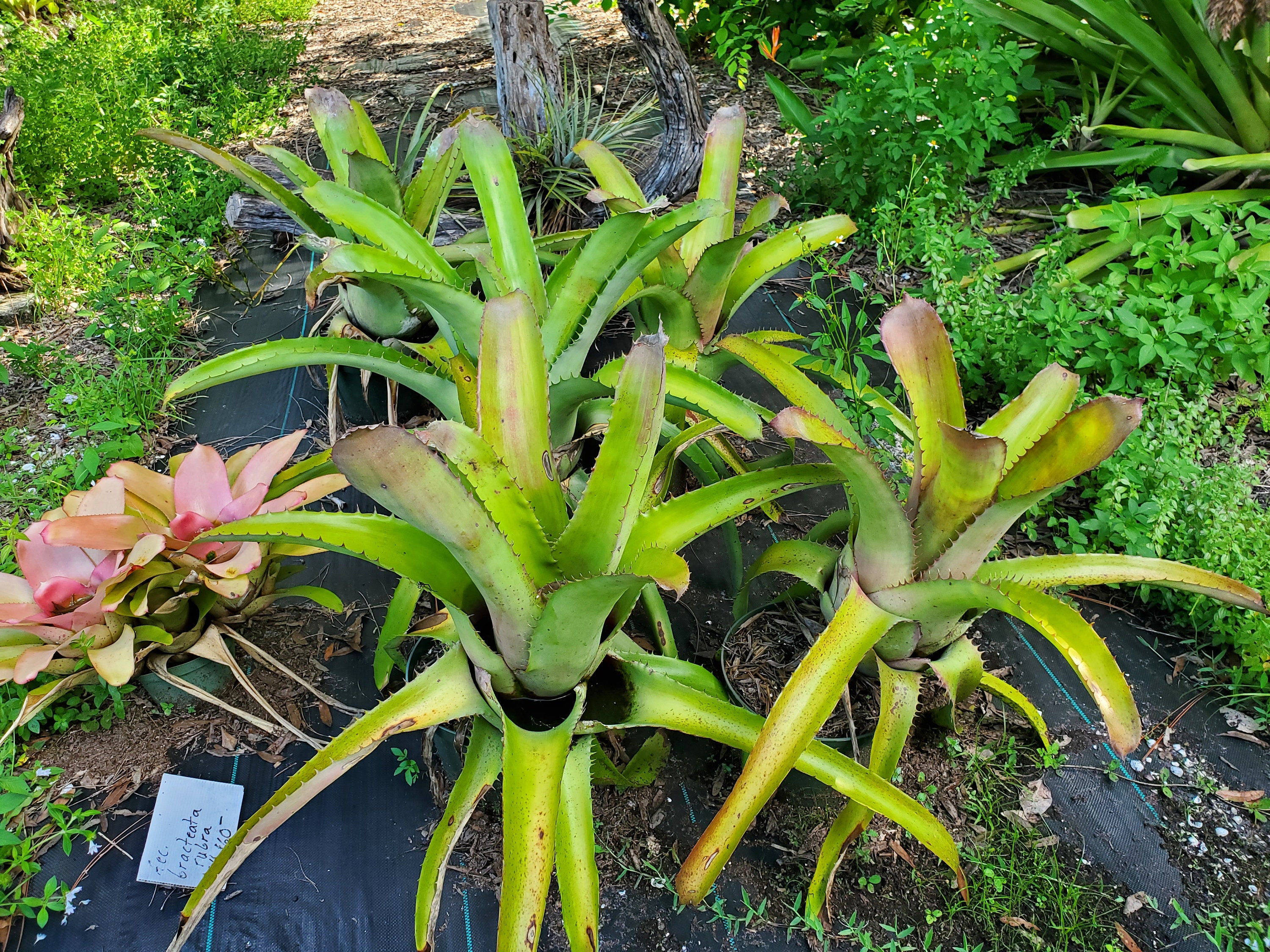 ブロメリア・エアープランツ Aechmea Bracteata Red Aechmea 'Thai Red' variegated . 夏場、褪色してたけど、 また