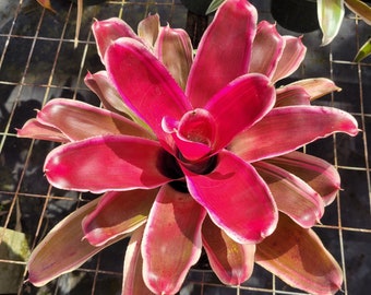 Neoregelia Raphael Bromeliad