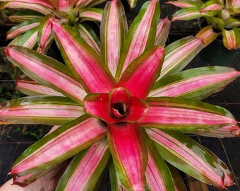 Neoregelia Tricolor