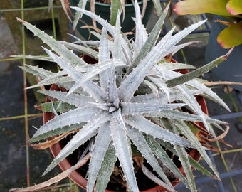 Dyckia 'pale ryder' Bromeliad (Full Sun)