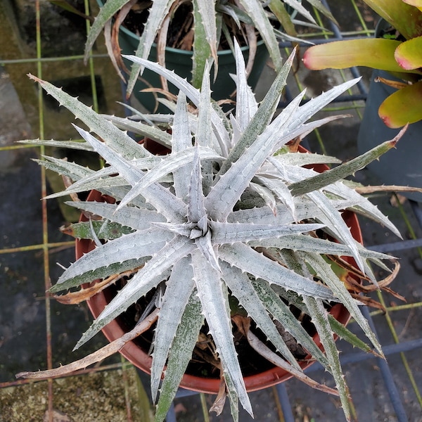 Dyckia 'pale ryder' Bromeliad (Full Sun)