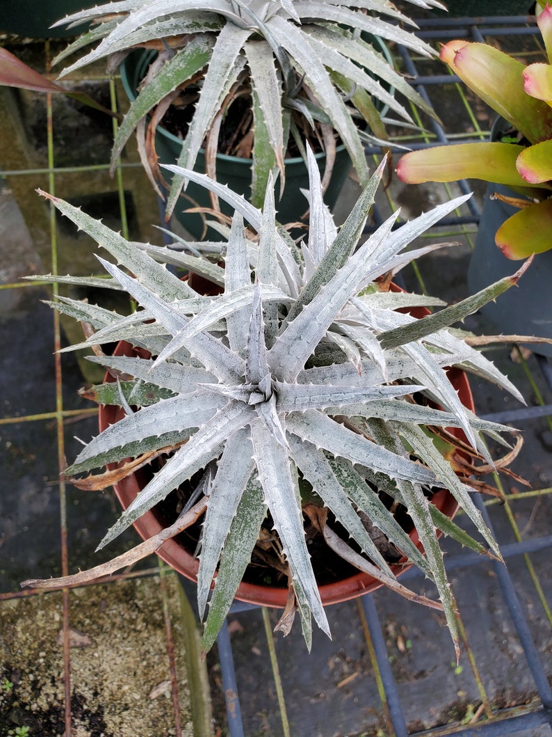 Dyckia 'pale ryder' Bromeliad Full Sun image 1