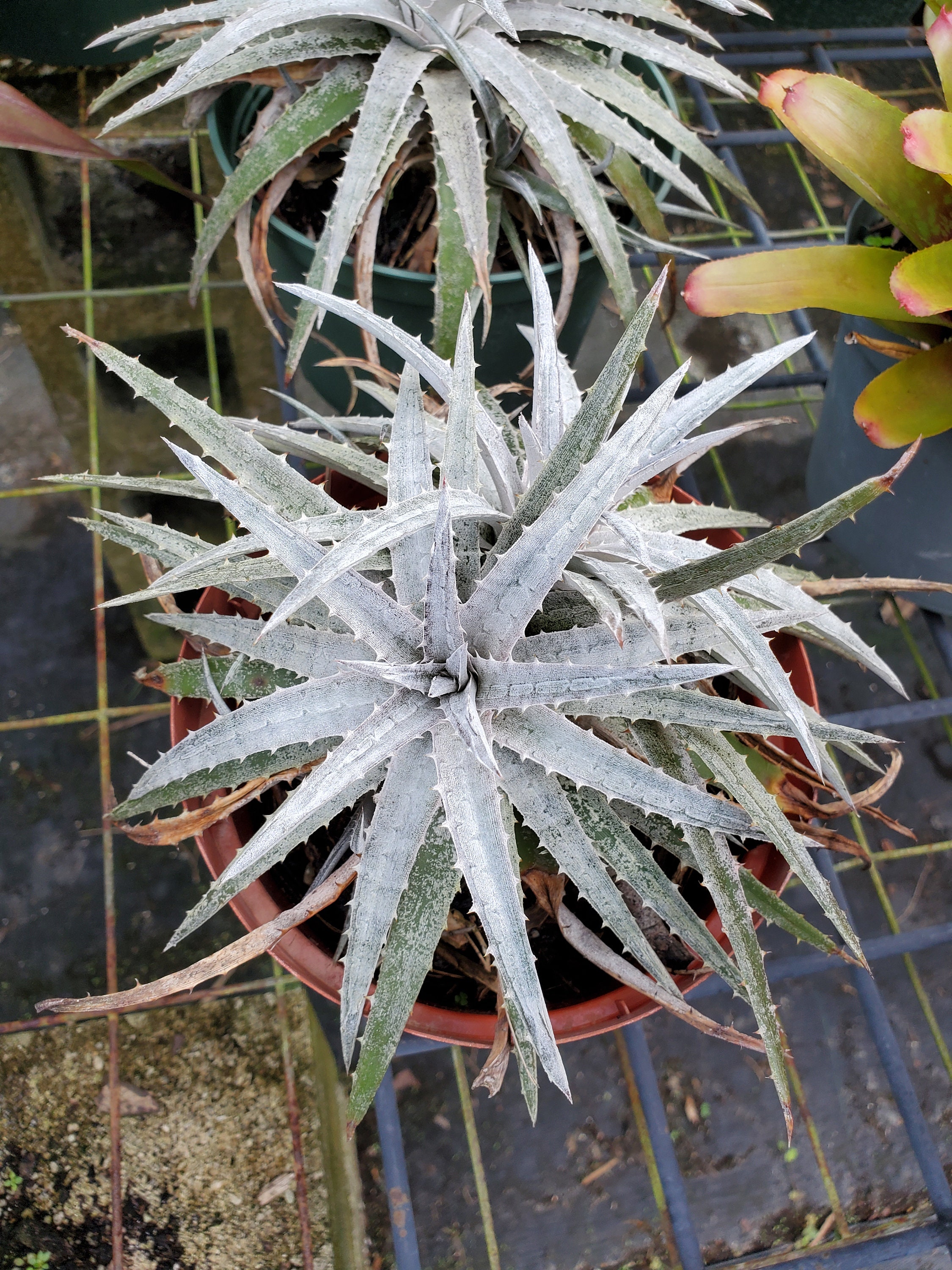Dyckia - Etsy