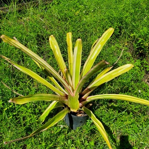 Aechmea Leptantha ALBOMARGINATED image 3