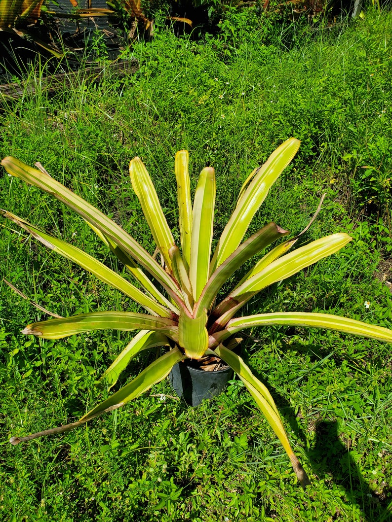 Aechmea Leptantha ALBOMARGINATED image 3