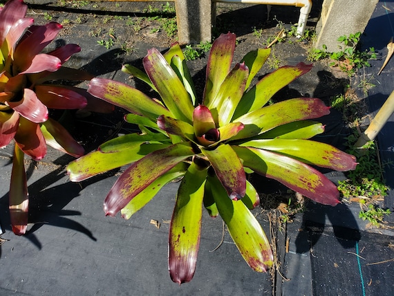 Neoregelia Candy Apple - Etsy