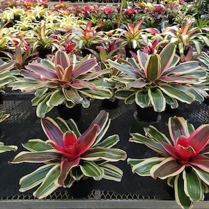 Neoregelia Valentines (P)