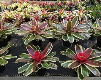 Neoregelia Valentines (P)