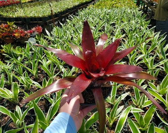 Neoregelia 'Royal Burgundy'