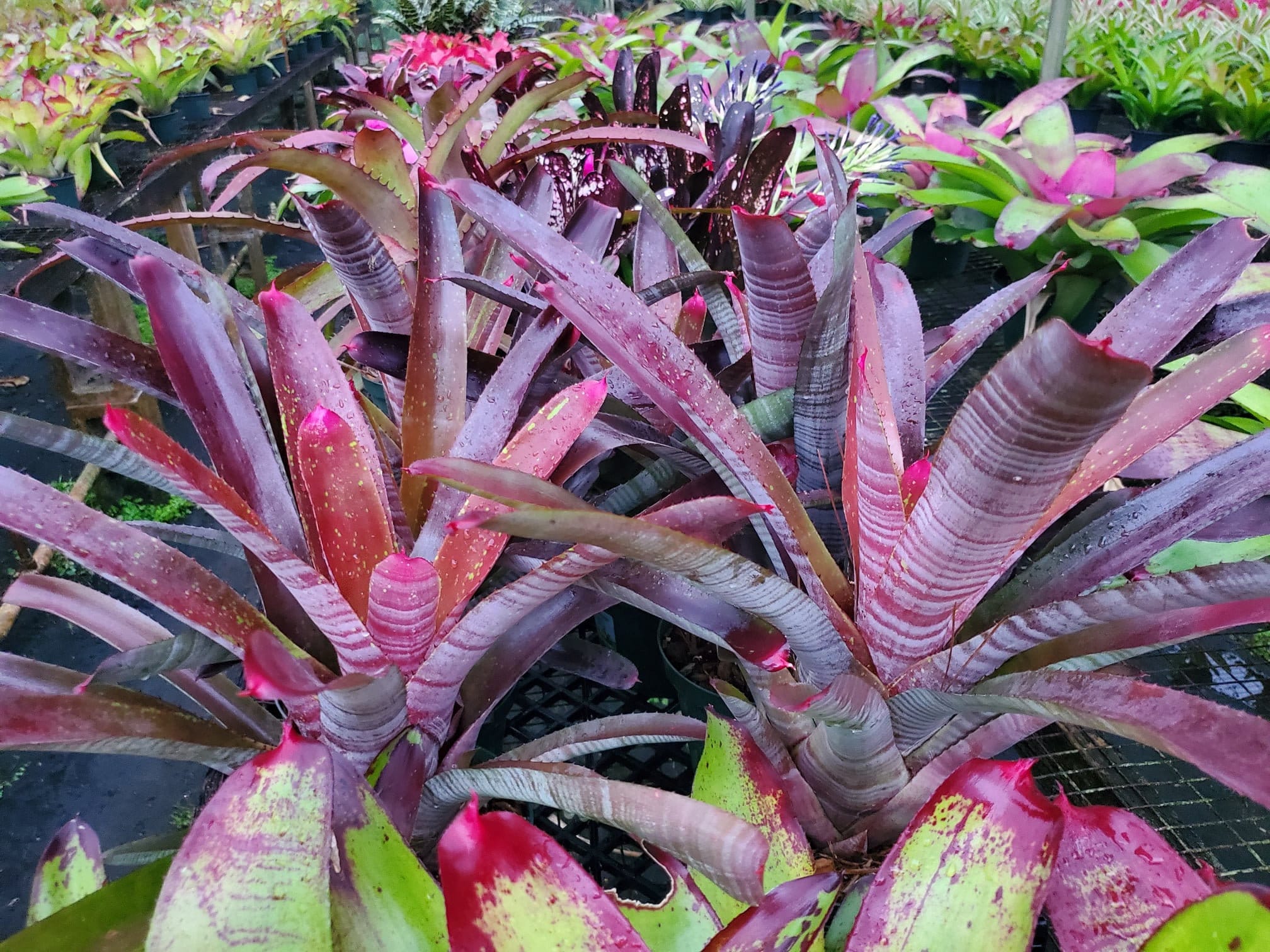 Neoregelia Cruenta Silver X Rubra - Etsy