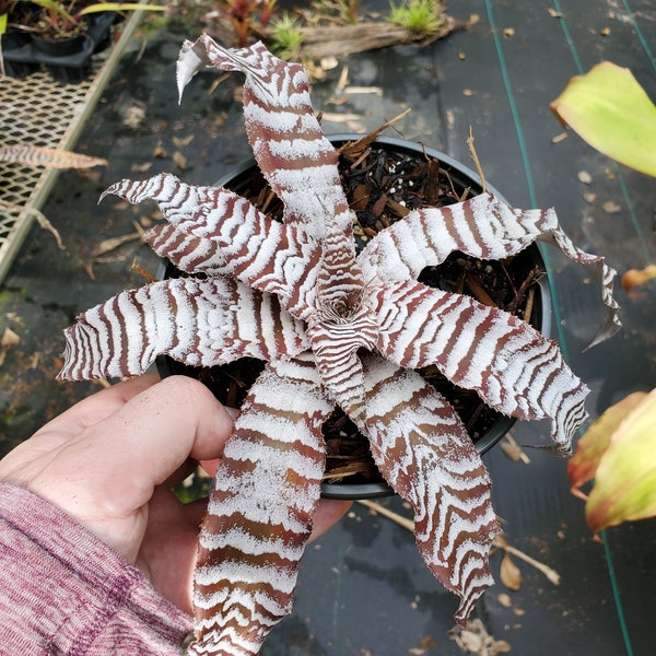 Cryptanthus Absolute Zero