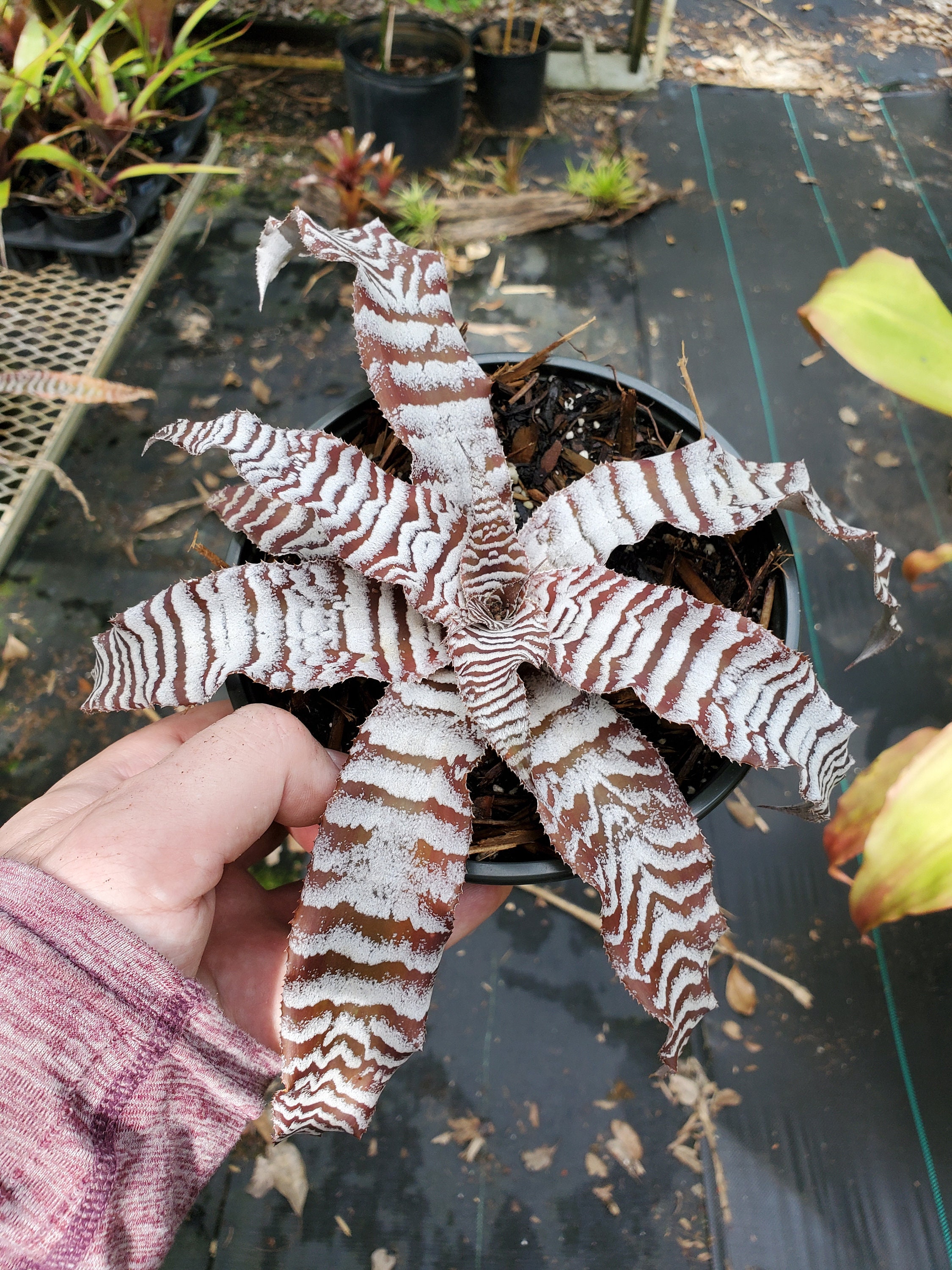 Cryptanthus Absolute Zero - Etsy
