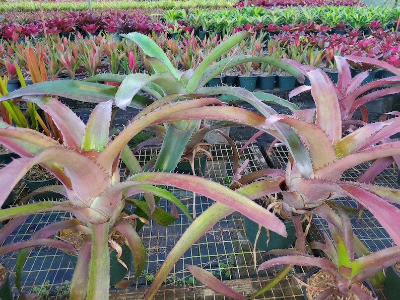 Aechmea bracteata Full Sun image 3