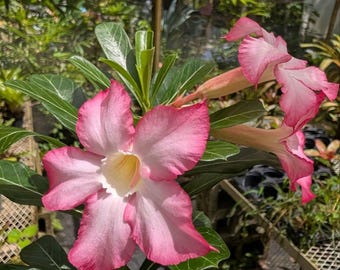 Adenium obesum 'Desert Rose' SEED GROWN