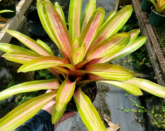 Neoregelia Martin