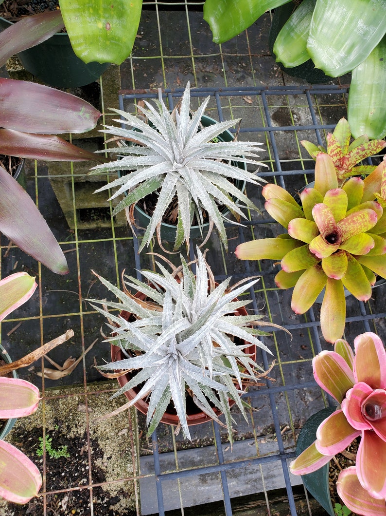 Dyckia 'pale ryder' Bromeliad Full Sun image 2