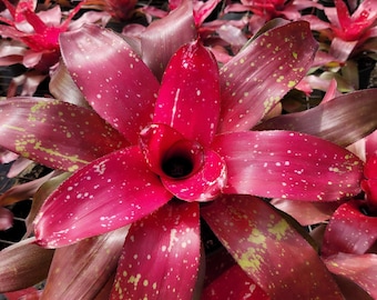 Neoregelia Treasure Royale