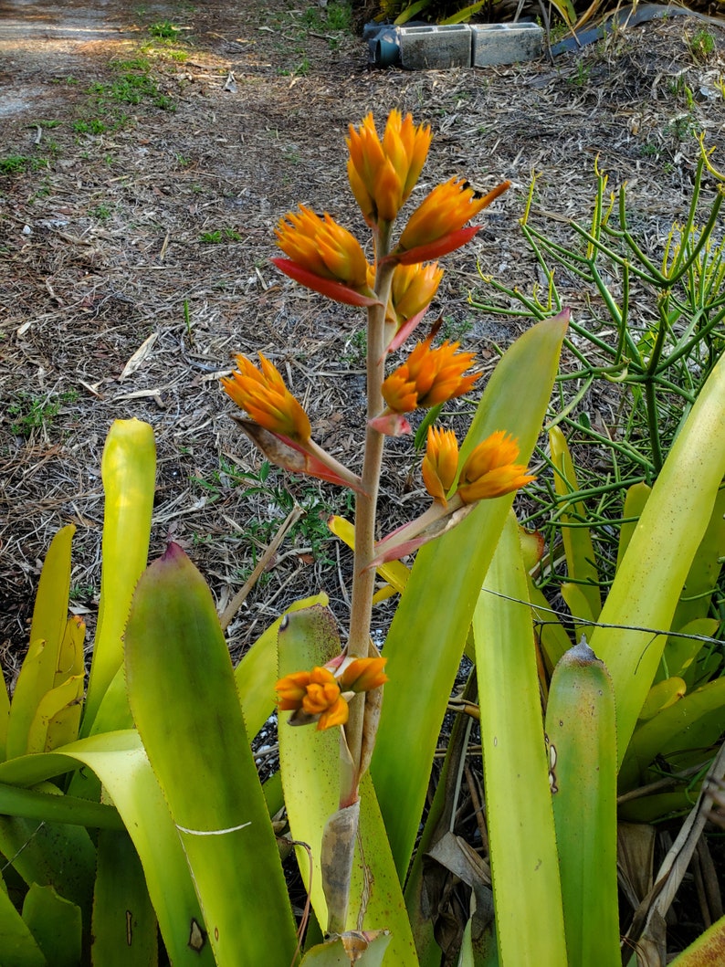 Aechmea Rubens image 3