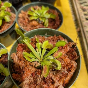 May include: A Venus flytrap plant with bright green leaves and hinged, tooth-edged traps featuring reddish interiors. The plant is potted in a dark green plastic container filled with brown, fibrous sphagnum moss, surrounded by other similar potted plants.