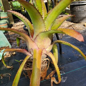 Aechmea bracteata Full Sun image 8