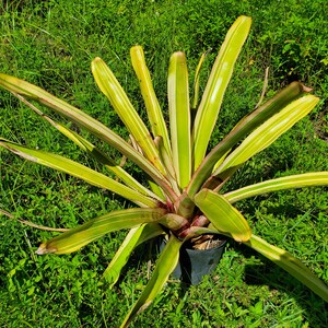 Aechmea Leptantha ALBOMARGINATED image 4