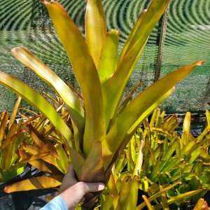 Aechmea blanchetiana 'Raspberry' image 3