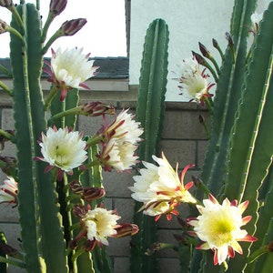 Peruvian Apple Cactus  Cereus Repandus