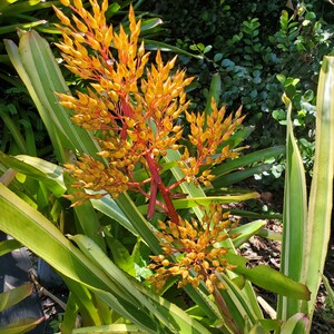 Aechmea Leptantha ALBOMARGINATED image 1