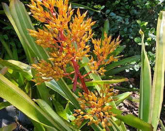 Aechmea Leptantha ALBOMARGINATED