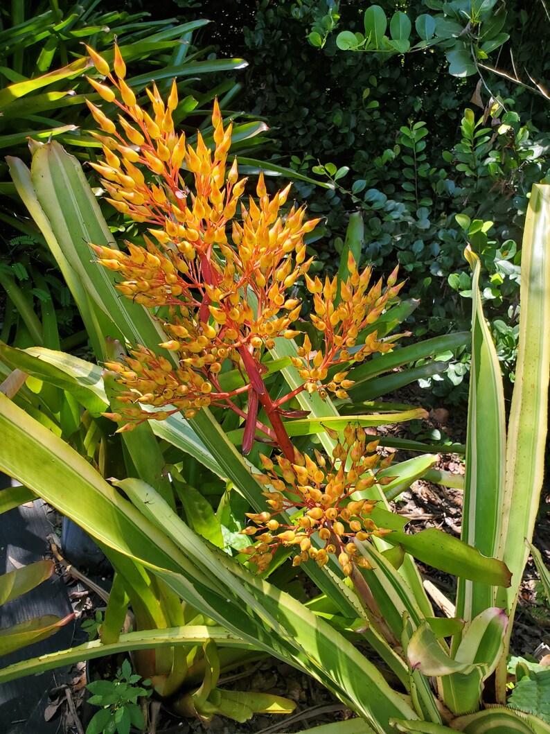 Aechmea Leptantha ALBOMARGINATED image 1