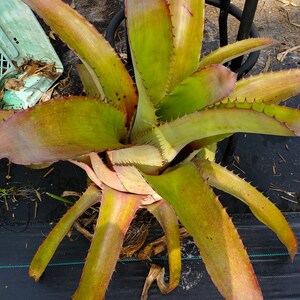 Aechmea bracteata Full Sun image 9